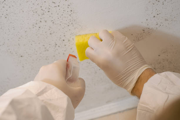 Best Residential Mold Inspection & Testing  in North Shore, CA