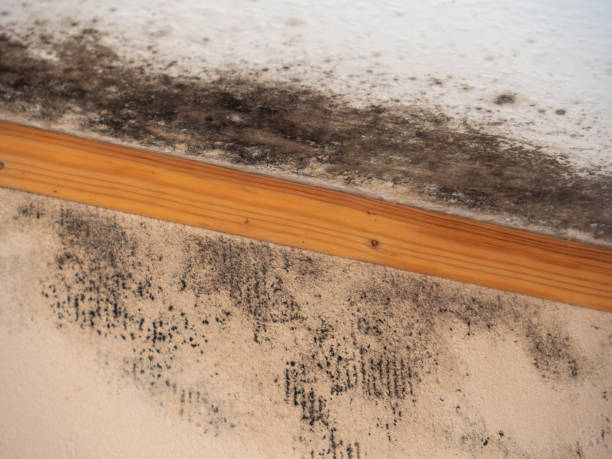 Environmental Consulting for Mold Prevention in North Shore, CA