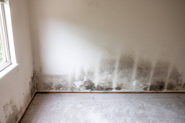 Best Mold Documentation for Insurance Claims  in North Shore, CA